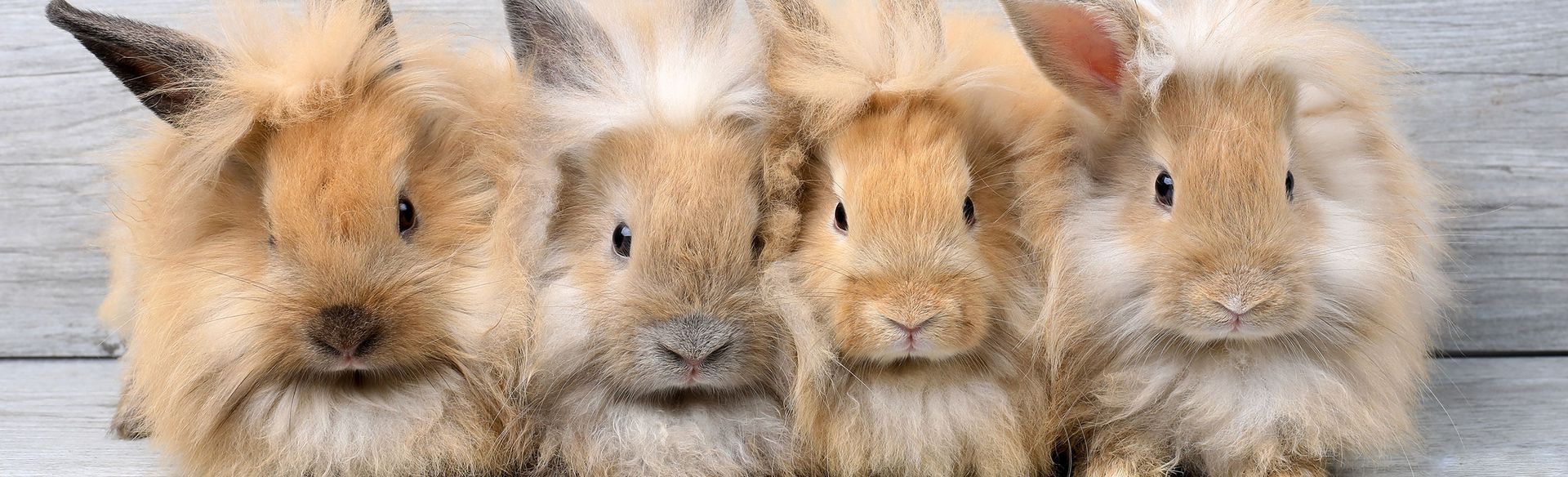 4 Bunnies close to each other on a wooden bench