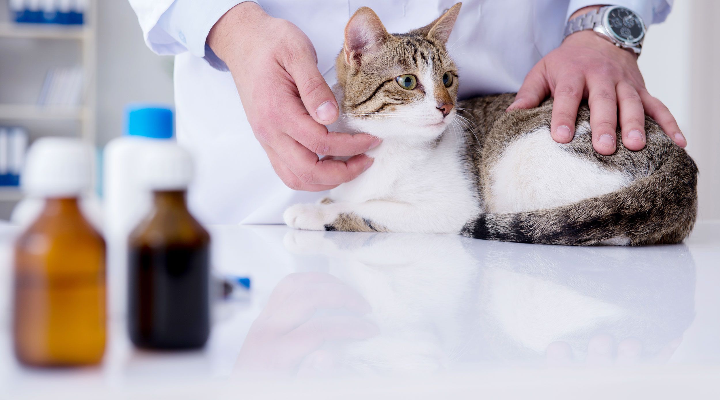 Eine Katze vor einem Tierarzt und Medizin im Vordergrund