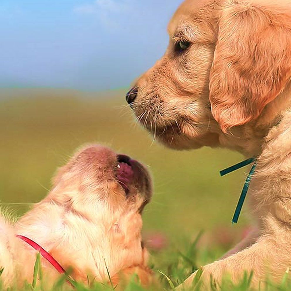 Two dogs are laying on a field, while the left one is on its back and the other dog lays on his stomache