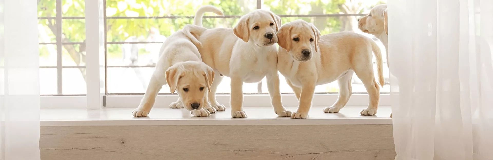 4 Dogs on a Stair watching down