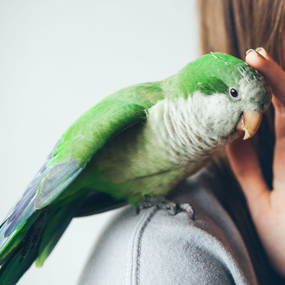 A green Parrot sits on the shoulder of a person while getting patted